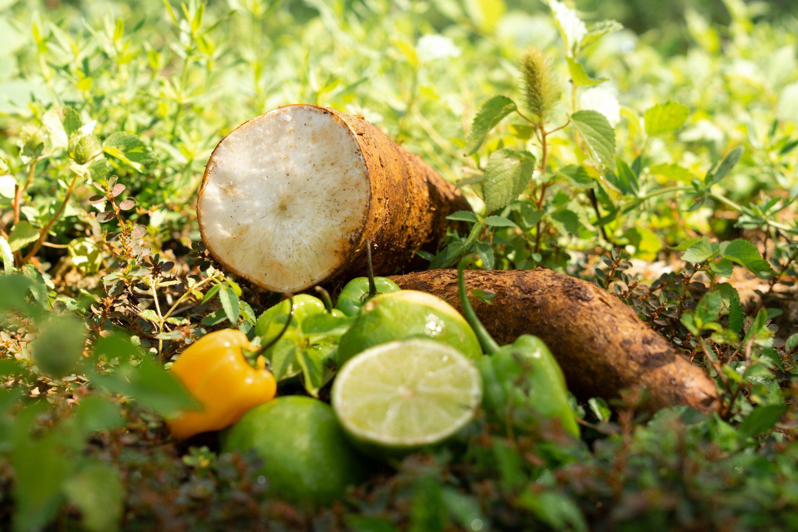 manioc et piments